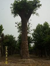 山东花灌苗木基地