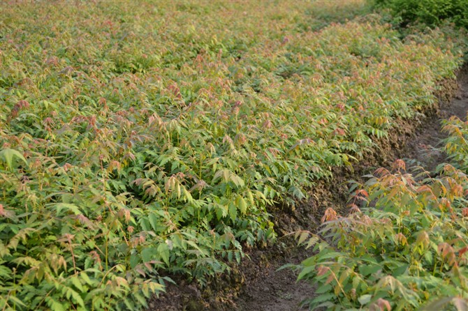 河南鄢陵俊峰栾树小苗基地