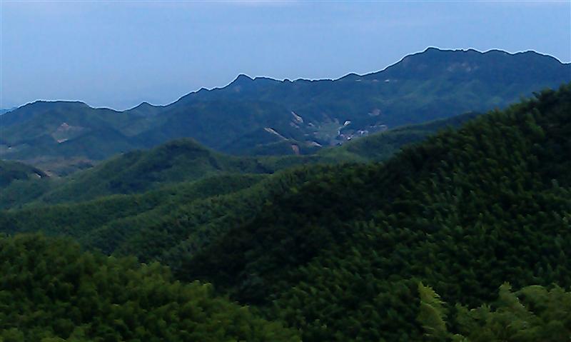 金山谷香榧专业栽培基地