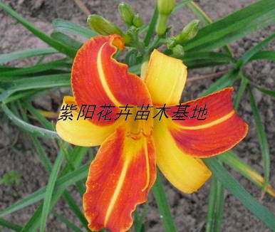 山东青州紫阳花卉苗木基地