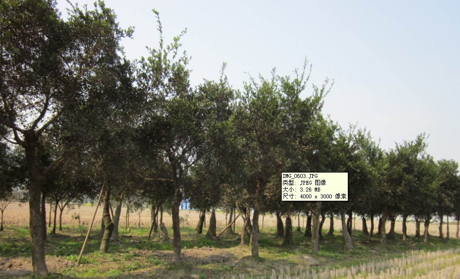 林氏苗木基地