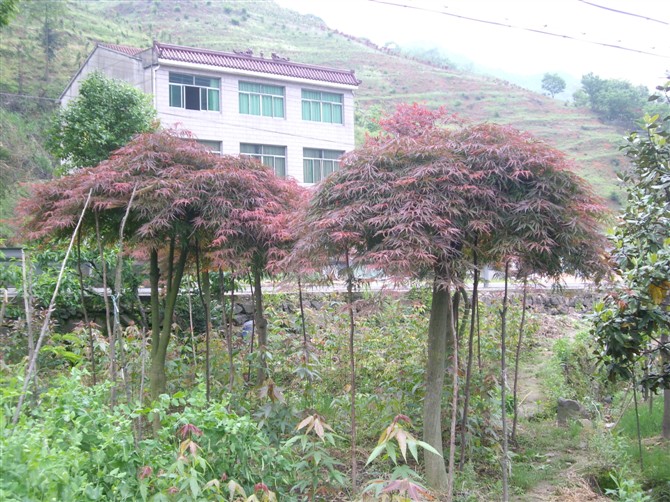 浙江新昌小胡花木场