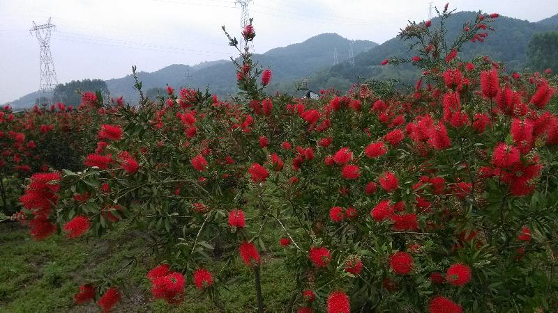 青草地苗木基地