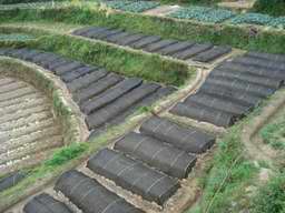 沈阳天峰生物制药有限公司红豆杉种植基地