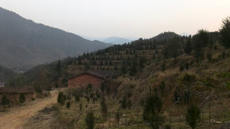 福建建溪绿化苗种植基地