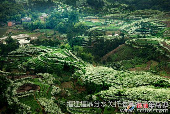 福建福鼎汾水关黄栀子基地