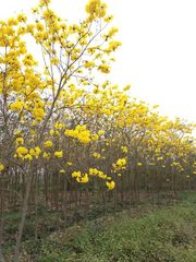 揭阳普宁源记花木场