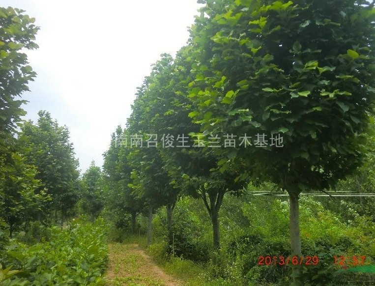 河南南召俊生玉兰苗木基地