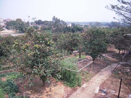 广东省遂溪县榄罗湾莲雾果苗培植园