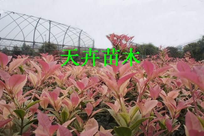 浏阳市天卉苗木种植专业合作社