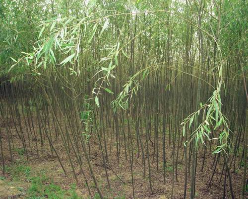 济阳县爱国苗木种植专业合作社