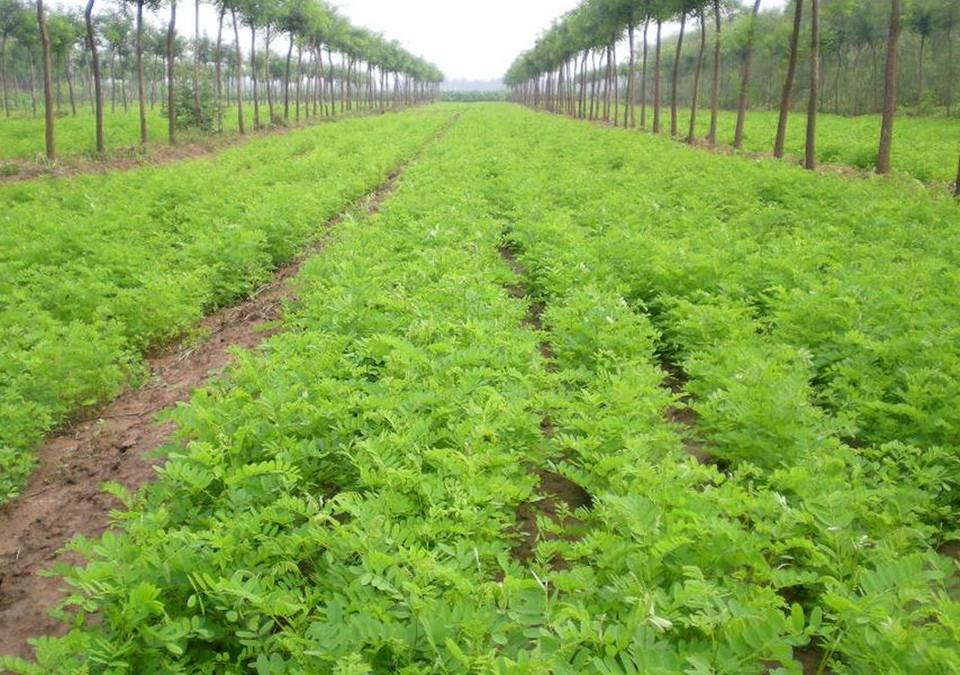 河南冠良紫穗槐培育基地