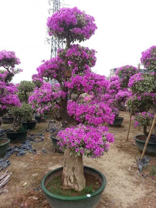 明辉花卉基地