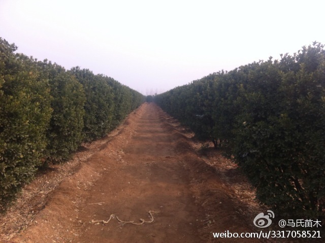 偃师占山苗木基地