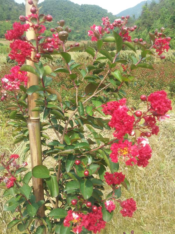 绍兴会稽山大森林花木场