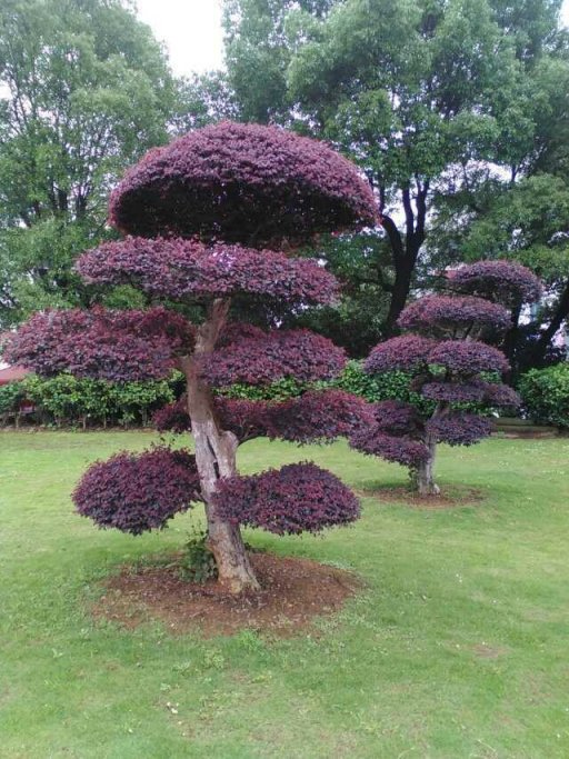 浏阳市绿景种植基地