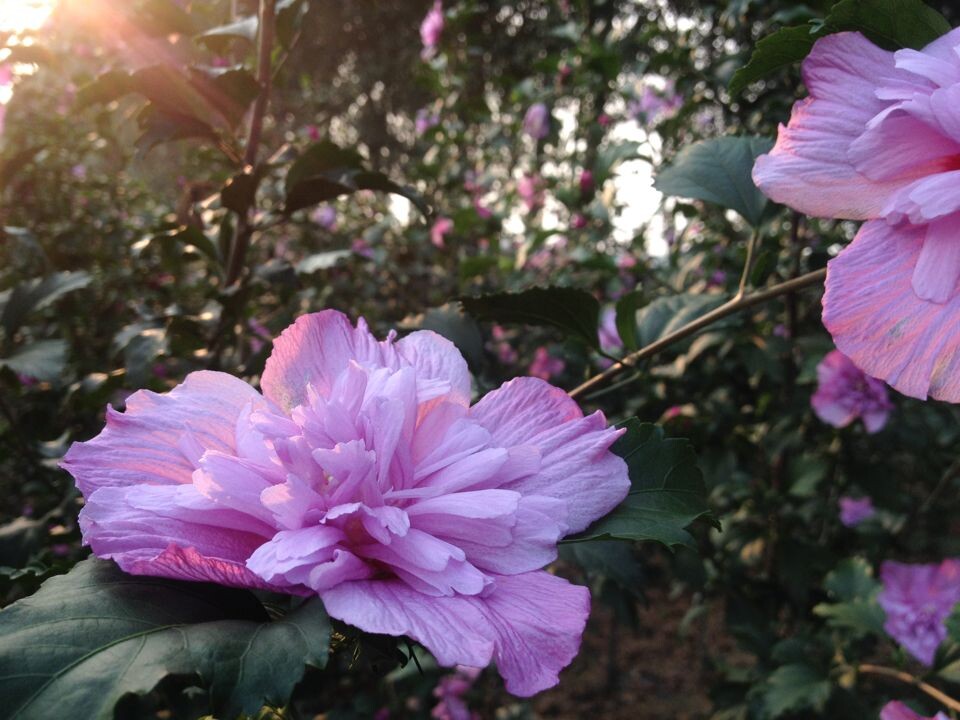 济宁市兖州区丽碧春苗木种植有限公司