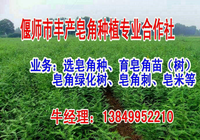 偃师市丰产皂角种植专业合作社