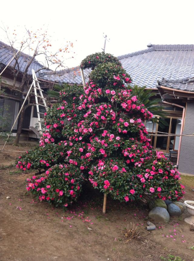 奉化市溪口镇映辉盆景花木场