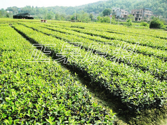 融安县正果油用植物种植园