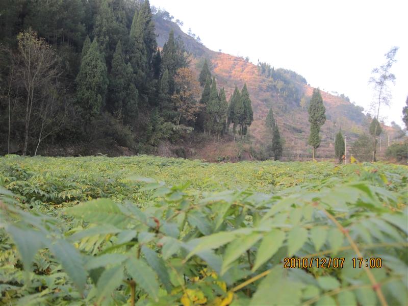 湖北省利川市小河何氏种苗基地