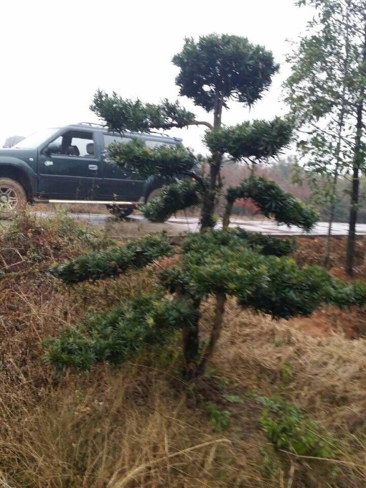 江西奉新县伟业苗木基地