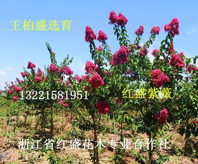 嵊州市红盛花木专业合作社