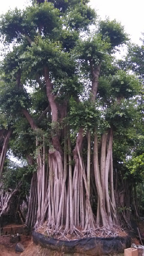 漳州远林绿化基地