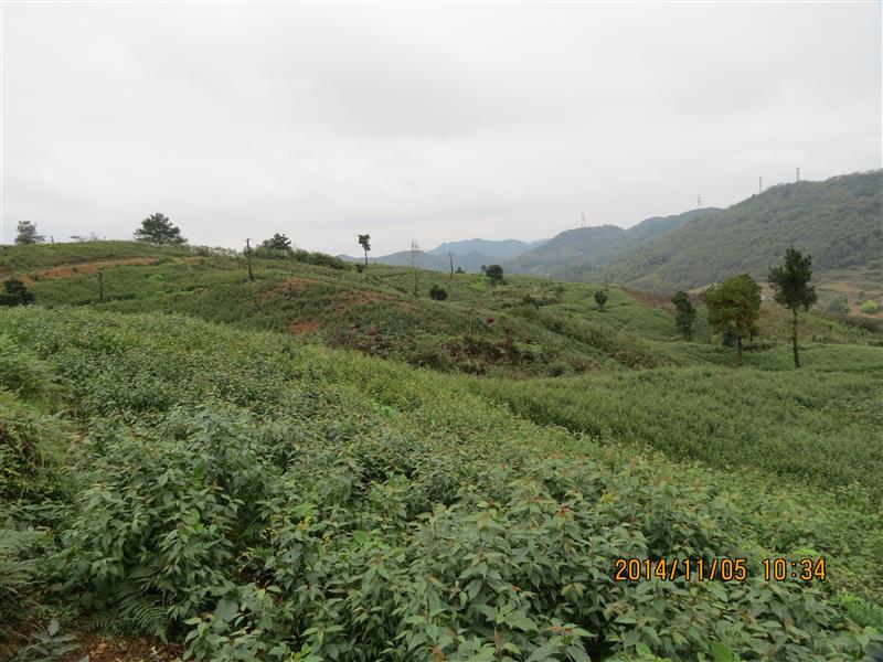 贵阳大山珍稀树种繁育有限责任公司