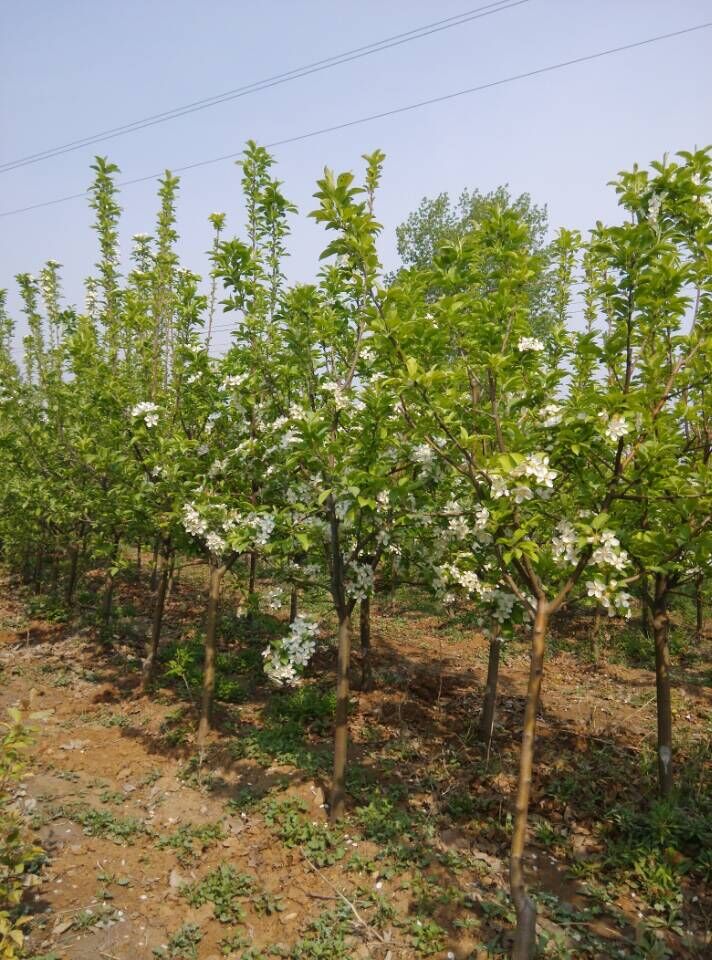 莱芜市常青园林绿化苗木基地