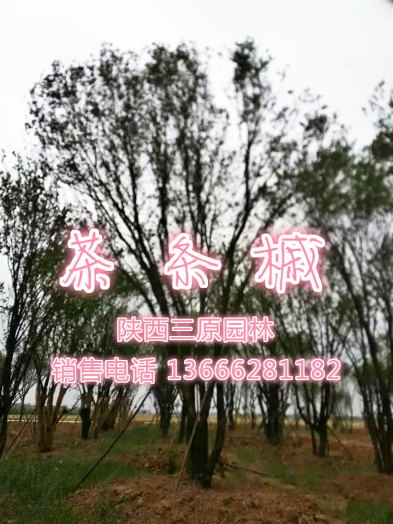 陕西三原绿鑫园林基地