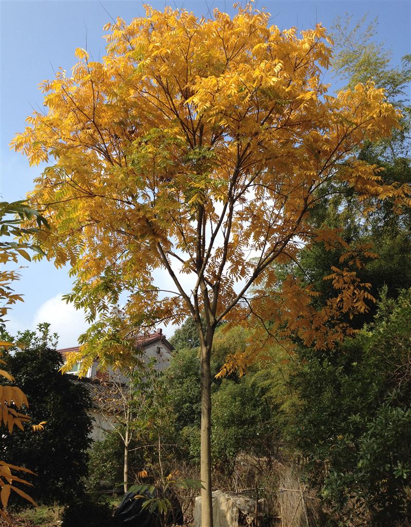 杭州萧山坎山徐锋园艺场