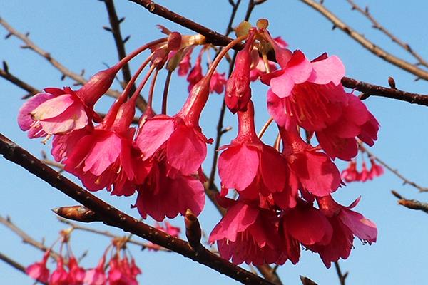 漳平奇红花卉基地