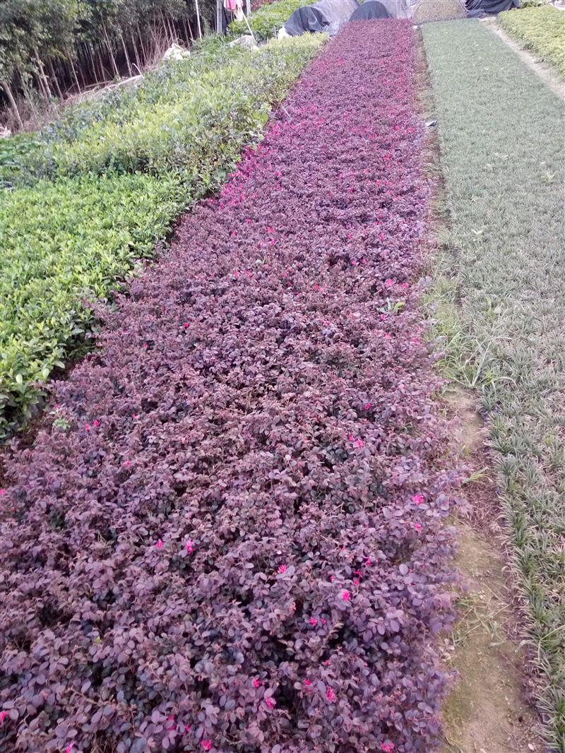 漳州青山花卉基地