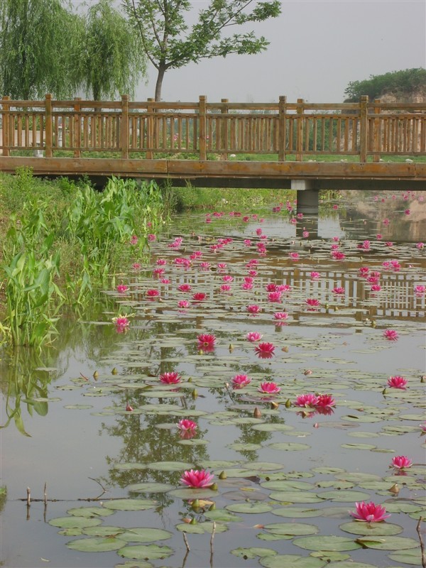 安新县光淀村骏泰水生植物种植园