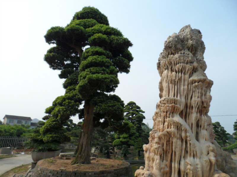 湖南长沙自家苗木基地