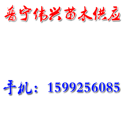 广东佳伟香樟苗基地