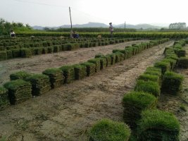 漳州小蒋草皮场