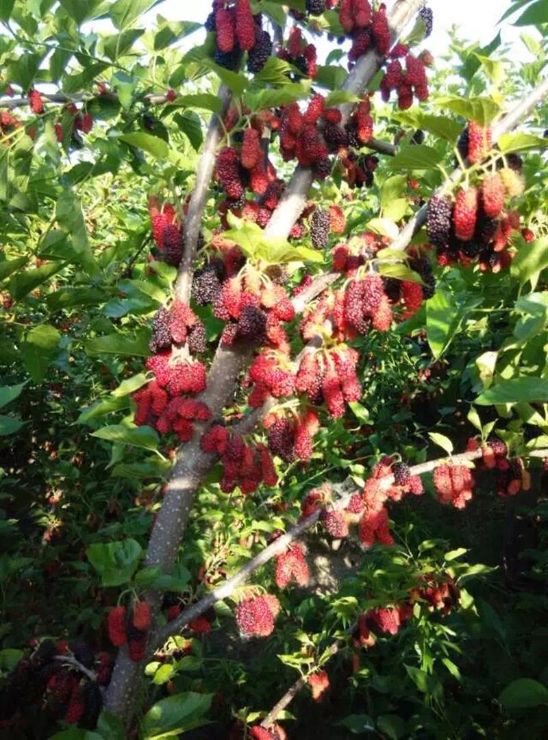 桐乡市桑苗杭白菊花中药材专业合作社