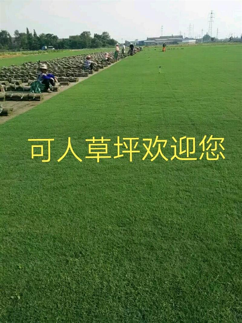 句容市后白镇可人草坪苗木种植场