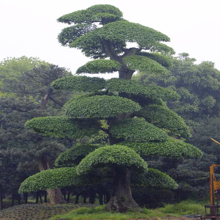 泉州市奥景园艺场