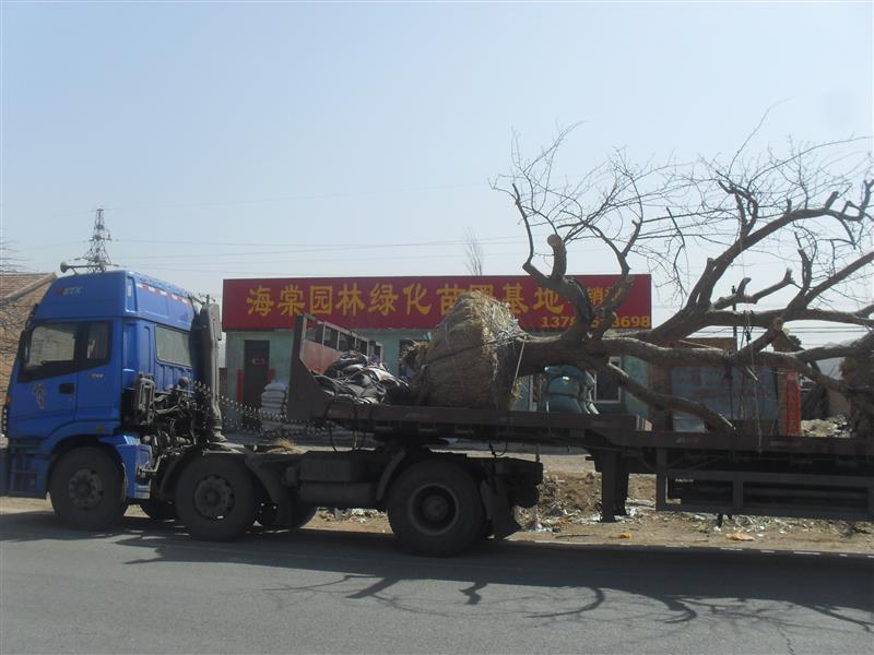 河北省怀来县海棠园林绿化苗圃基地