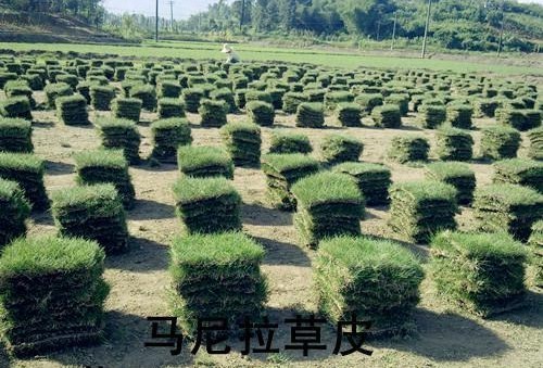 郴州绿农草坪苗木基地