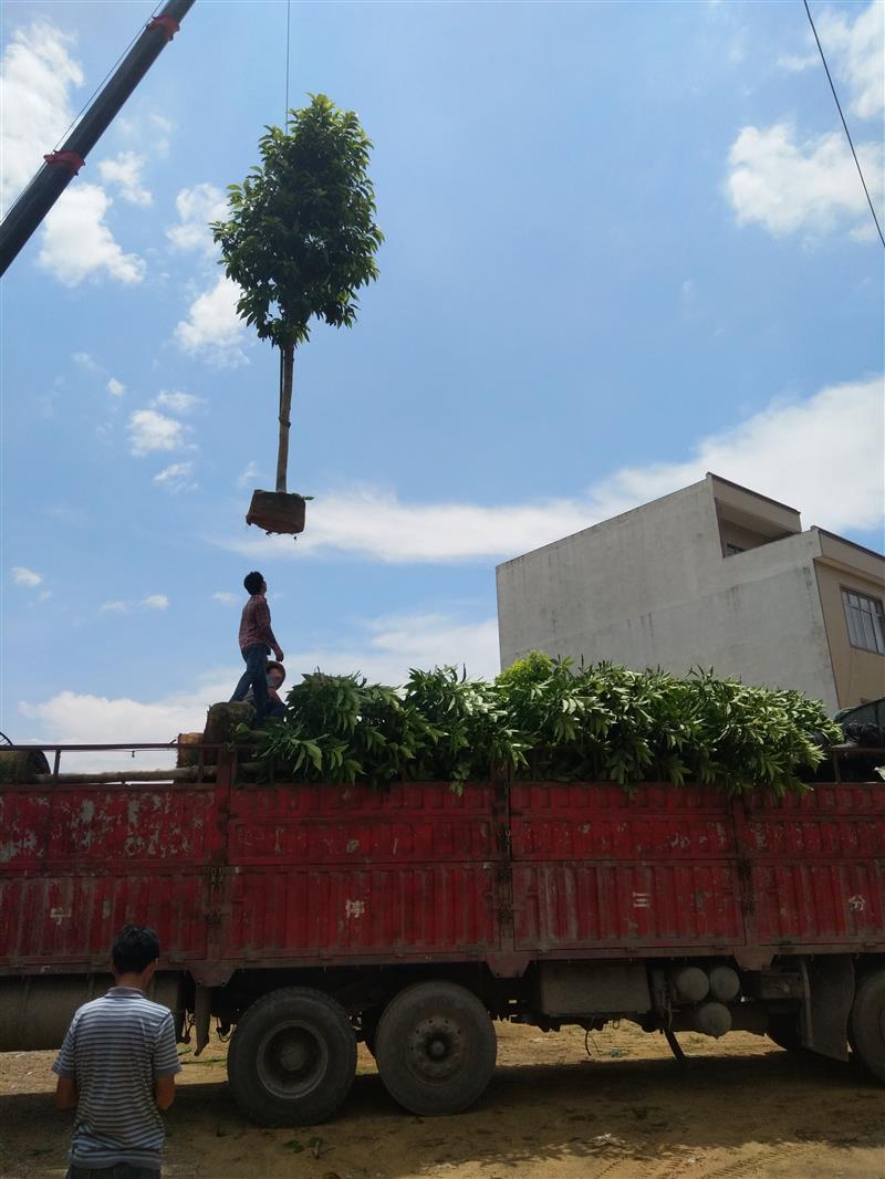 广西鑫源白玉兰苗木种植基地