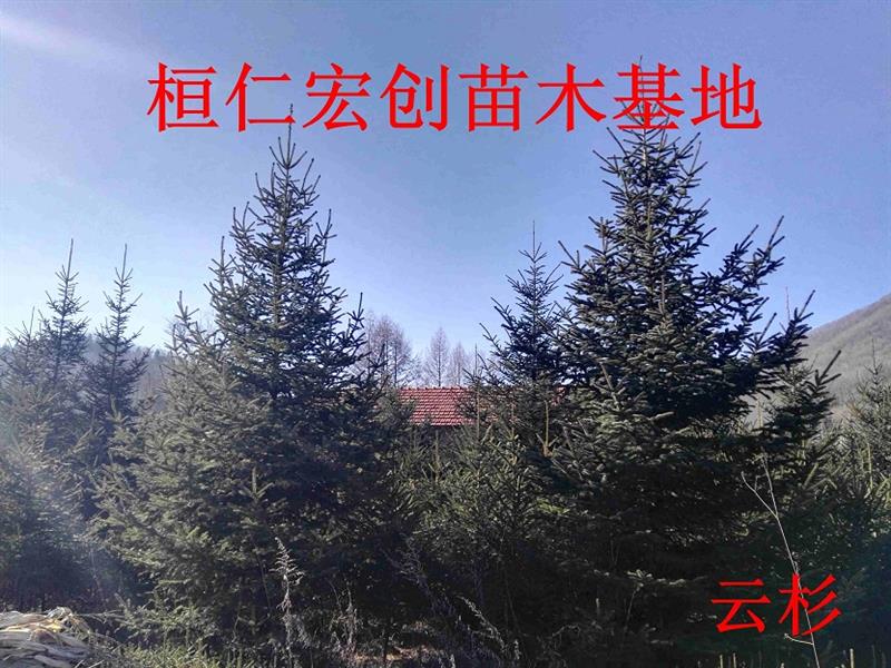 辽宁桓仁宏创苗木基地