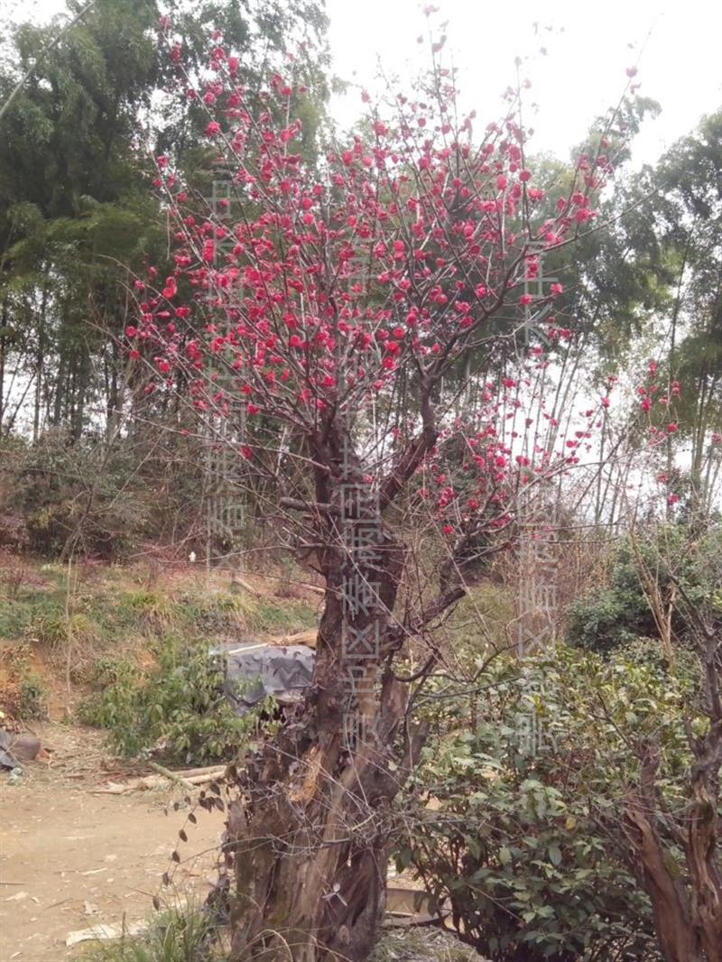 贵池区春满园花卉苗木中心