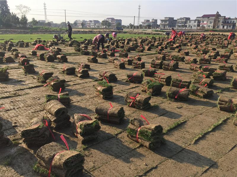 江西安义绿康草坪种植基地