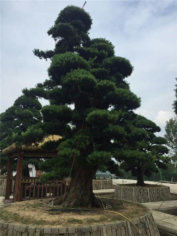 浙江省奉化市溪口风景区君波花木场