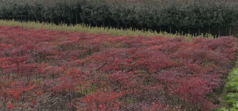 杭州萧山上泉园艺场