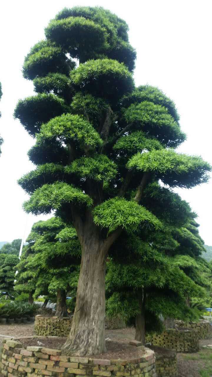 闽农苗木供销合作花场